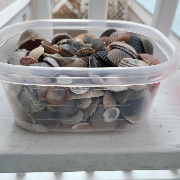 Seashells Carolina beaches Atlantic ocean sea shell includes one sea biscuit - Picture 2 of 9
